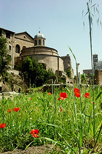 architektura, Rzym, maki, Włochy, Forum Romanum, wiosna we Włoszech, podróże, podróże po Europie, fotografia Monika Turska
