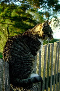 Mazury, Harsz, kot na płocie, fotografia Monika Turska