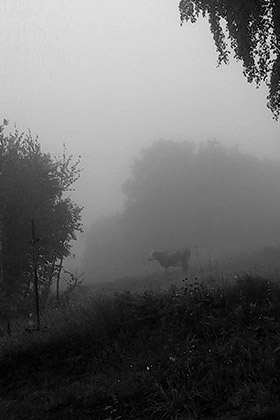 Krowa Malczewskiego, łąki we mgle, Beskid Makowski, góry, fotografia Monika Turska