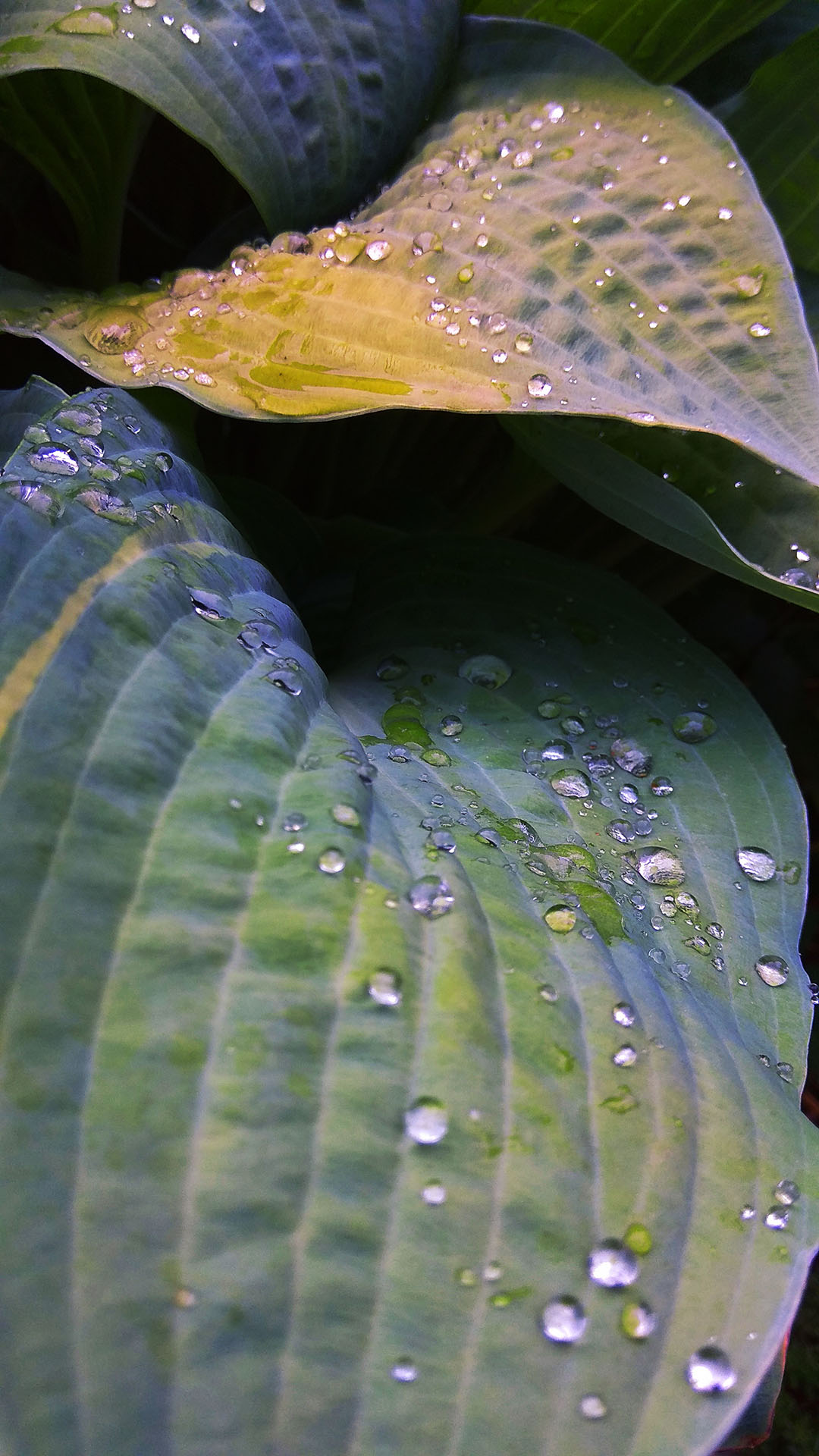 Funkia, deszcz, liście, struktura ogrodu, fotografia Monika Turska