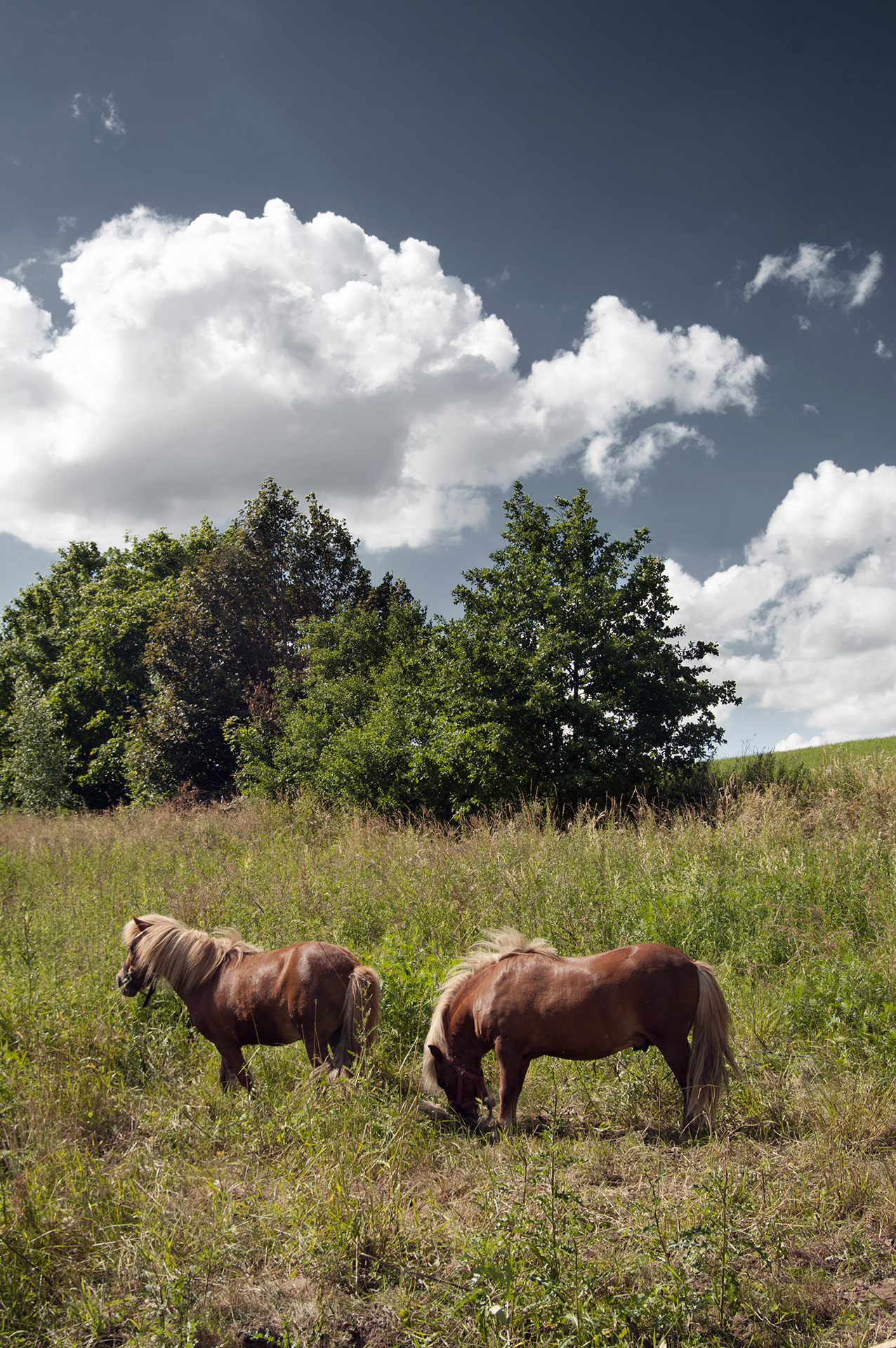 Mazurskie konie, podróże, fotografia Monika Turska